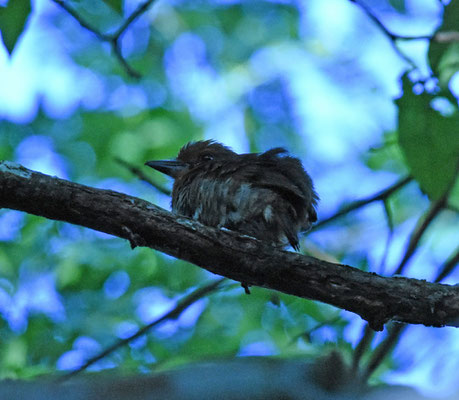 Spotted Puffbird