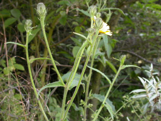 Picris hieracioides - Echt bitterkruid