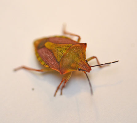 Carpocoris mediterraneus