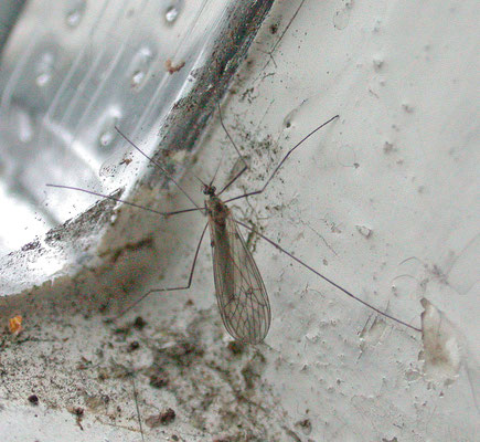 Trichocera spec. - Wintermug onbekend