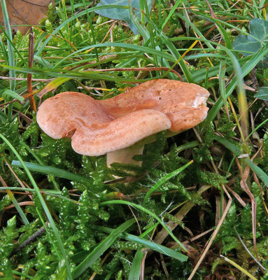 Lactarius chrysorrheus - Zwavelmelkzwam