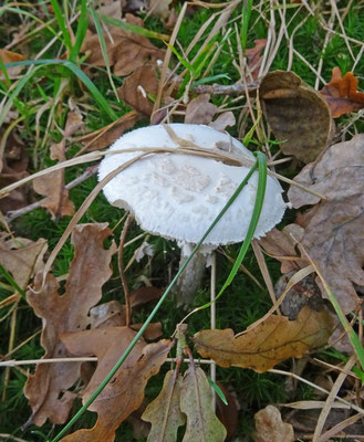 Amanita citrina var. alba - Witte gele knolamaniet