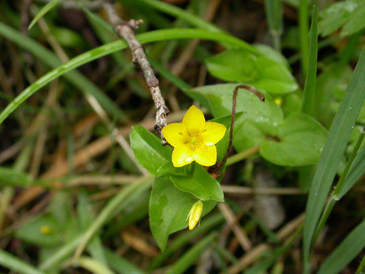 Lysimachia nemorum - Boswederik