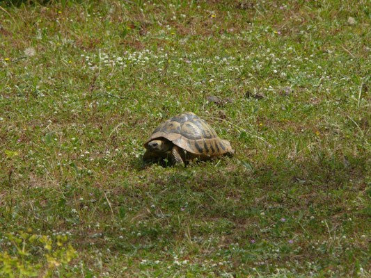 Testudo hermanni boettgeri
