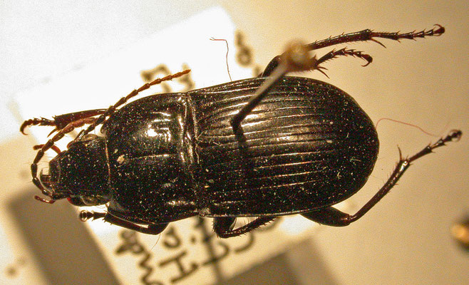 Abax ovalis