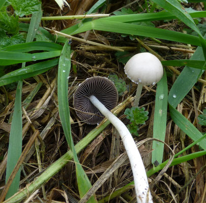Psathyrella marcescibilis - Spaanderfranjehoed
