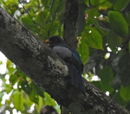 Black-tailed Trogon