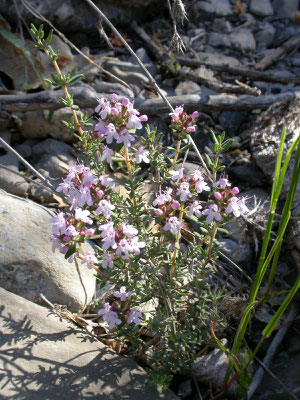 Thymus vulgaris - Echte tijm