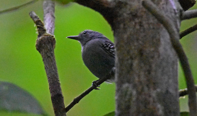 Gray Antwren