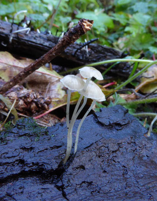 Mycena speirea - Kleine breedplaatmycena