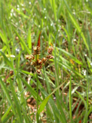 Luzula multiflora - Veelbloemige veldbies