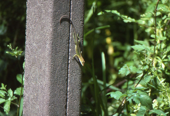 Green Anole