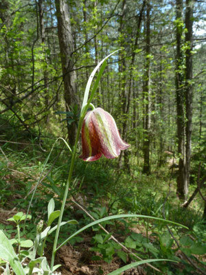 Fritillaria graeca