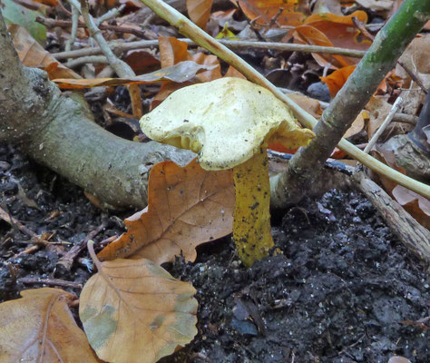 Tricholoma sulphureum - Narcisridderzwam