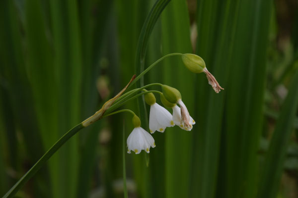 Leucojum aestivum - Zomerklokje