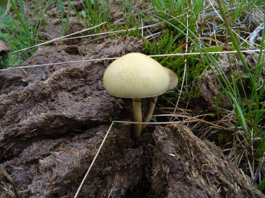 Stropharia semiglobata - Kleefsteelstropharia