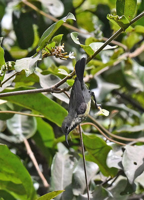 Nectarinia coccinigaster - Splendid Sunbird