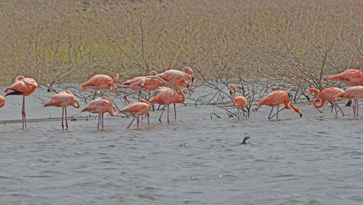 Rode Flamingo