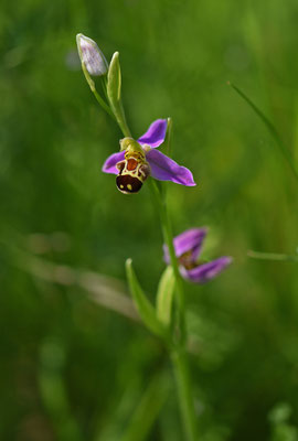 Bijenorchis