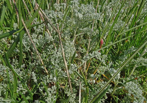Artemisia maritima - Zeealsem