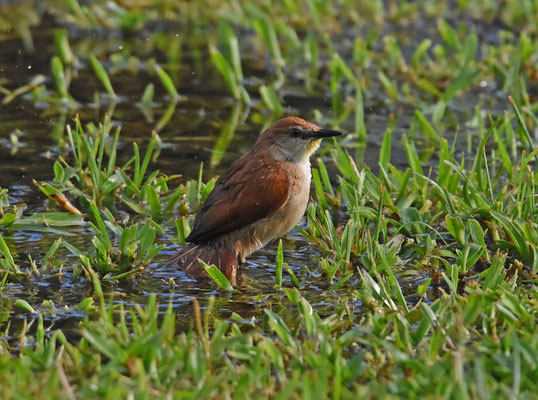 Yellow-chinned Spinetail
