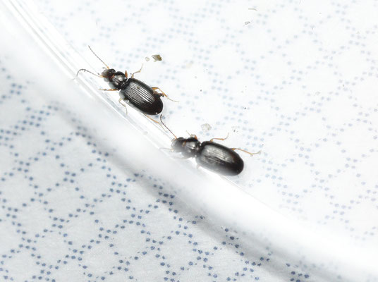 Elaphropus parvulus - Zwart knotje