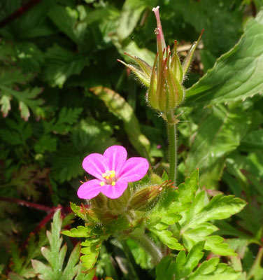 Geranium purpureum - Klein robertskruid