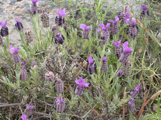 Lavandula stoechas - Kuiflavendel