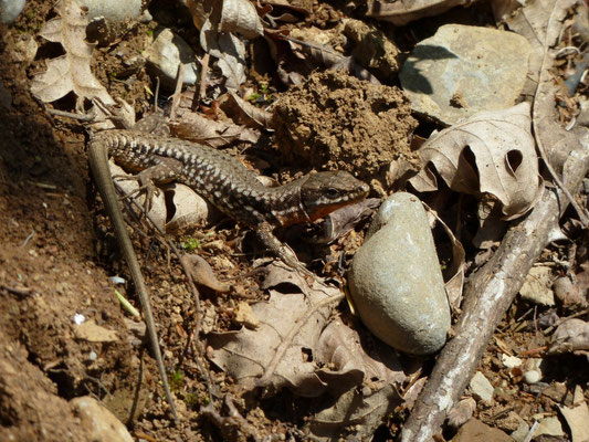 Podarcis muralis