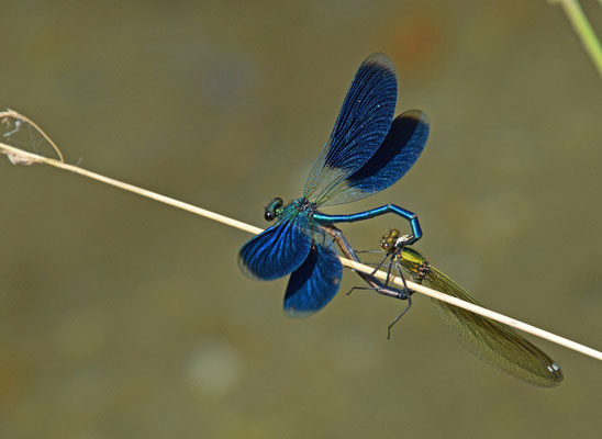 Weidebeekjuffer (Calopteryx splendens)