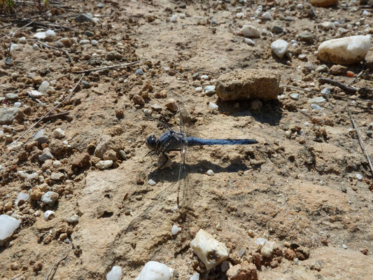 Orthetrum brunneum