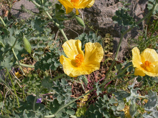 Gele hoornpapaver