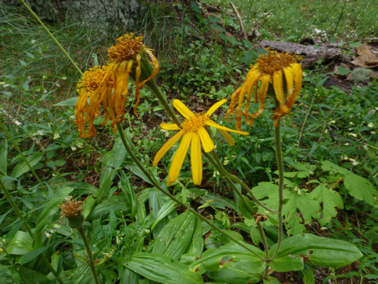 Rudbeckia laciniata  Slipbladige rudbeckia