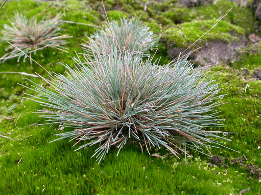 Corynephorus canescens - Buntgras