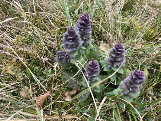 Ajuga pyramidalis - Piramidezenegroen