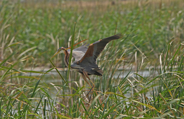 Purperreiger