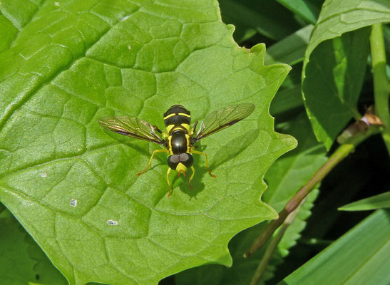 Xanthogramma pedissequum - Gewone citroenzweefvlieg
