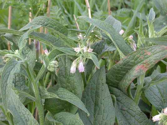 Symphytum offinale - Smeerwortel