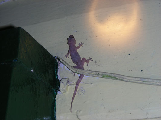 Hemodactylus maboia  Tropical house gecko
