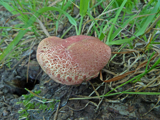 Xerocomellus ripariellus - Wijnrode boleet