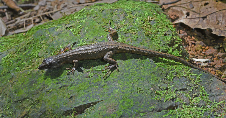 Red Neusticurus - Neusticurus rudus