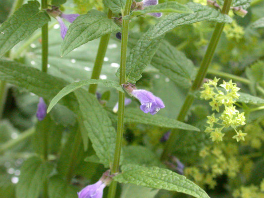 Scutellaria galericulata - Blauw glidkruid