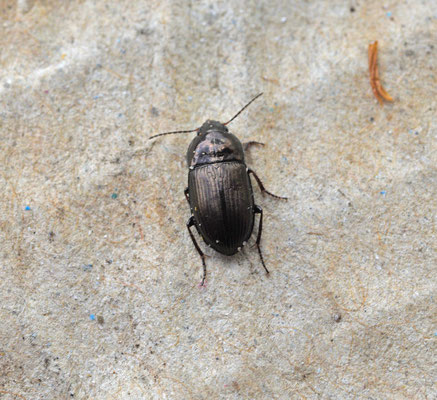 Amara lunicollis - Gewone glimmer