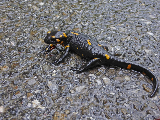 Vuursalamander (Salamandra salamandra)