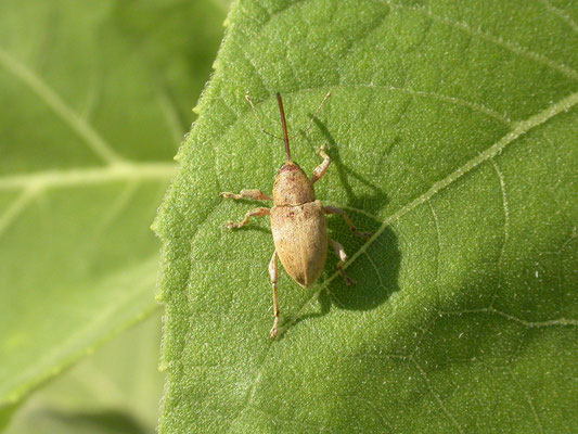 Curculio elephas