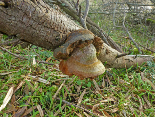 Phellinus hippophaecola - Duindoornvuurzwam