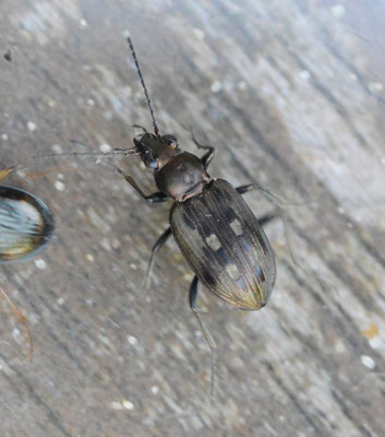 Bembidion litorale - Oeverpriemkever