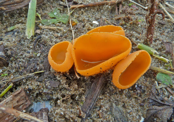 Aleuria aurantia - Grote oranje bekerzwam