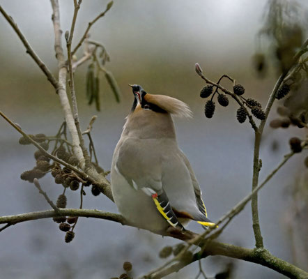 Pestvogel