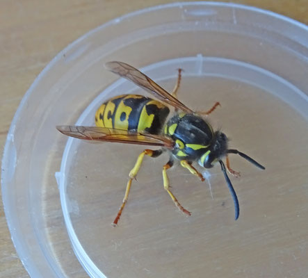 Vespula vulgaris - Gewone wesp